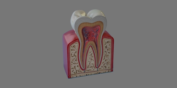 Diagram of Tooth and Gums